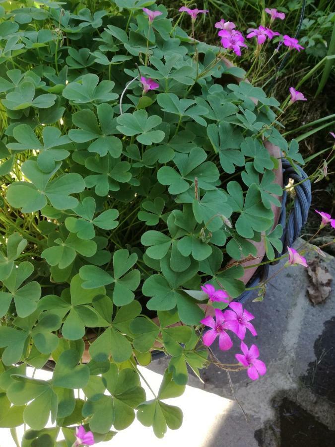 B&B La Damigiana Fioi Piano di Follo Buitenkant foto