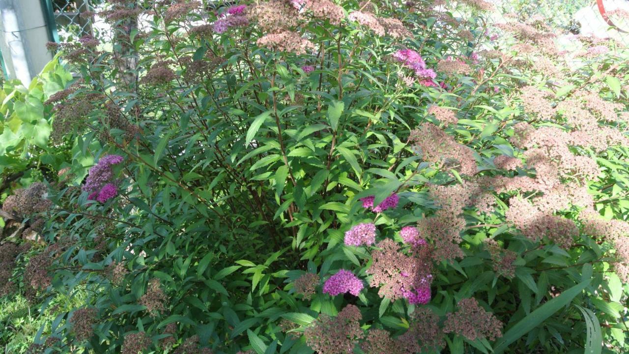 B&B La Damigiana Fioi Piano di Follo Buitenkant foto
