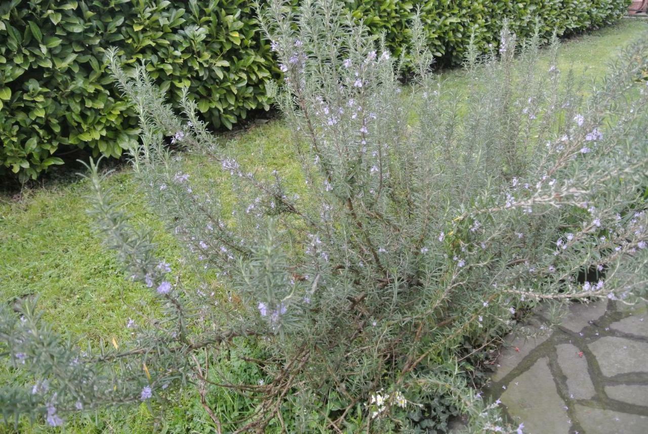 B&B La Damigiana Fioi Piano di Follo Buitenkant foto